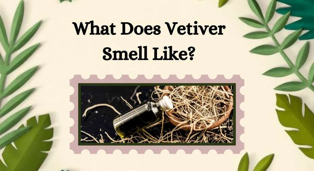 What Does Vetiver Smell Like