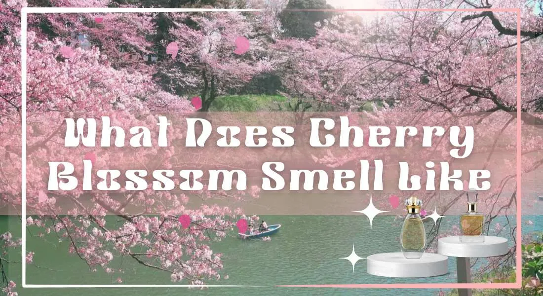 What Does Cherry Blossom Smell Like?