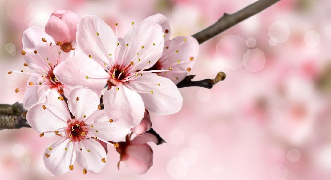 What is Cherry blossom?